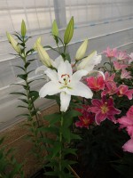 [5379 Meriva VZ No02.JPG]